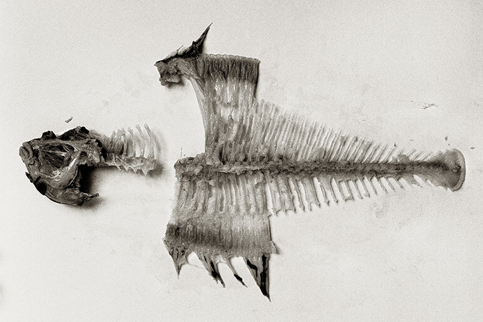 My dead fish