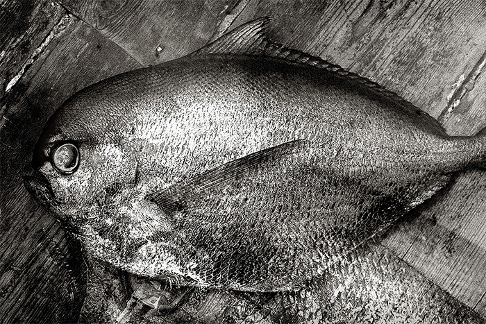 My dead fish