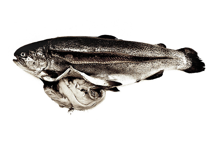 My dead fish