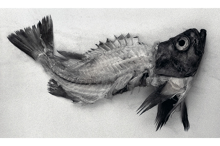 My dead fish